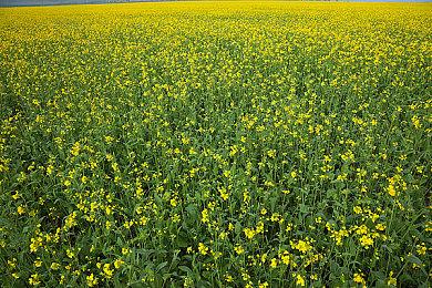 育碧《全境封锁2》上线Steam商城 1月12日发售